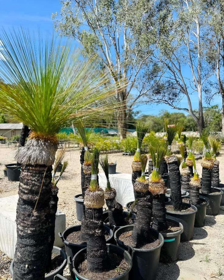 A Bunch of Potted Plants Are Sitting on the Ground in a Garden — Black Rock Garden Centre In Bangalow, NSW