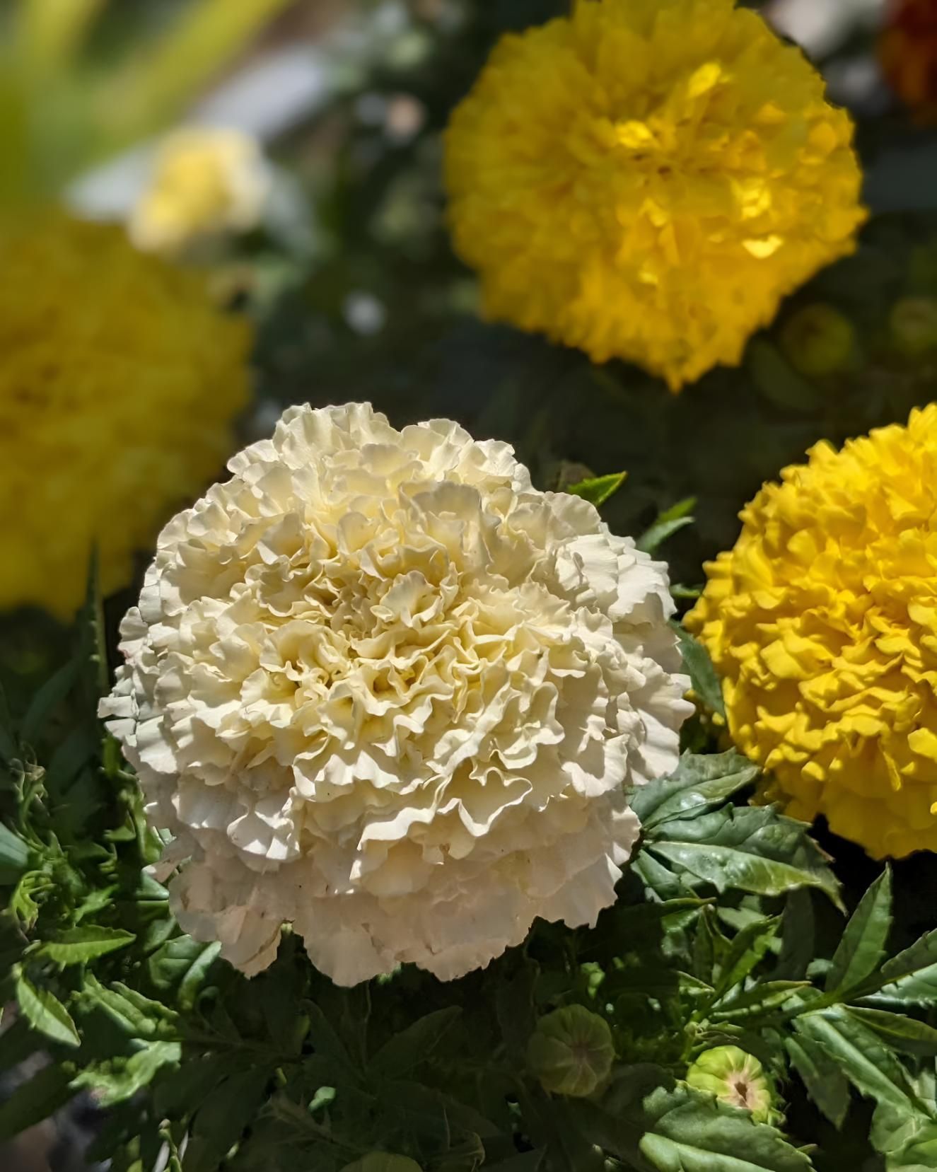 A White Flower is Surrounded by Yellow Flowers — Black Rock Garden Centre In Bangalow, NSW