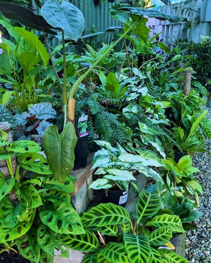 There Are Many Different Types of Plants in This Garden — Black Rock Garden Centre In Kingscliff, NSW