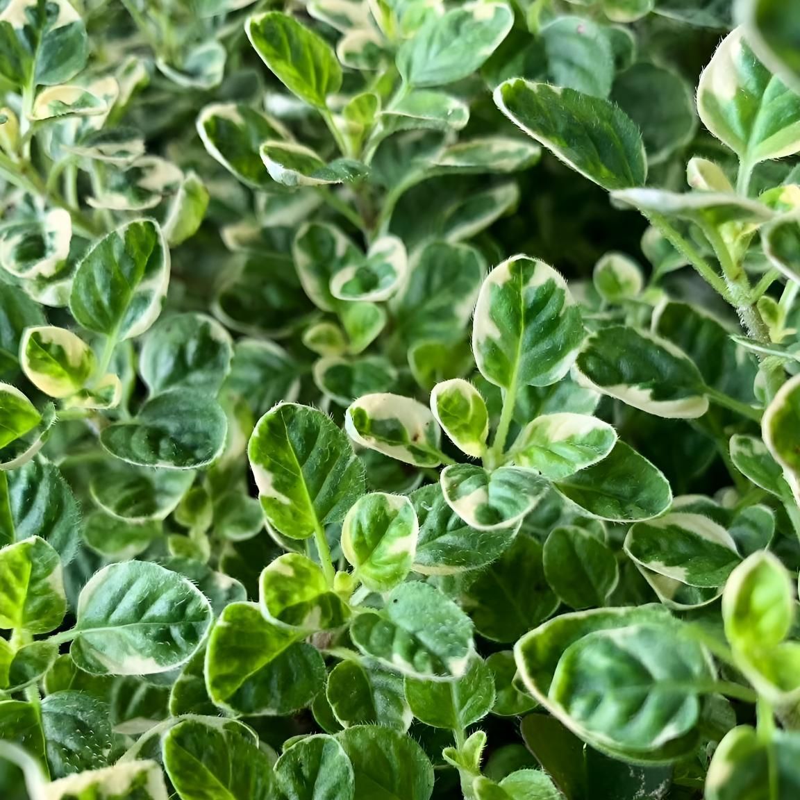 A Close Up of a Plant With Green and White Leaves — Black Rock Garden Centre In Ballina, NSW