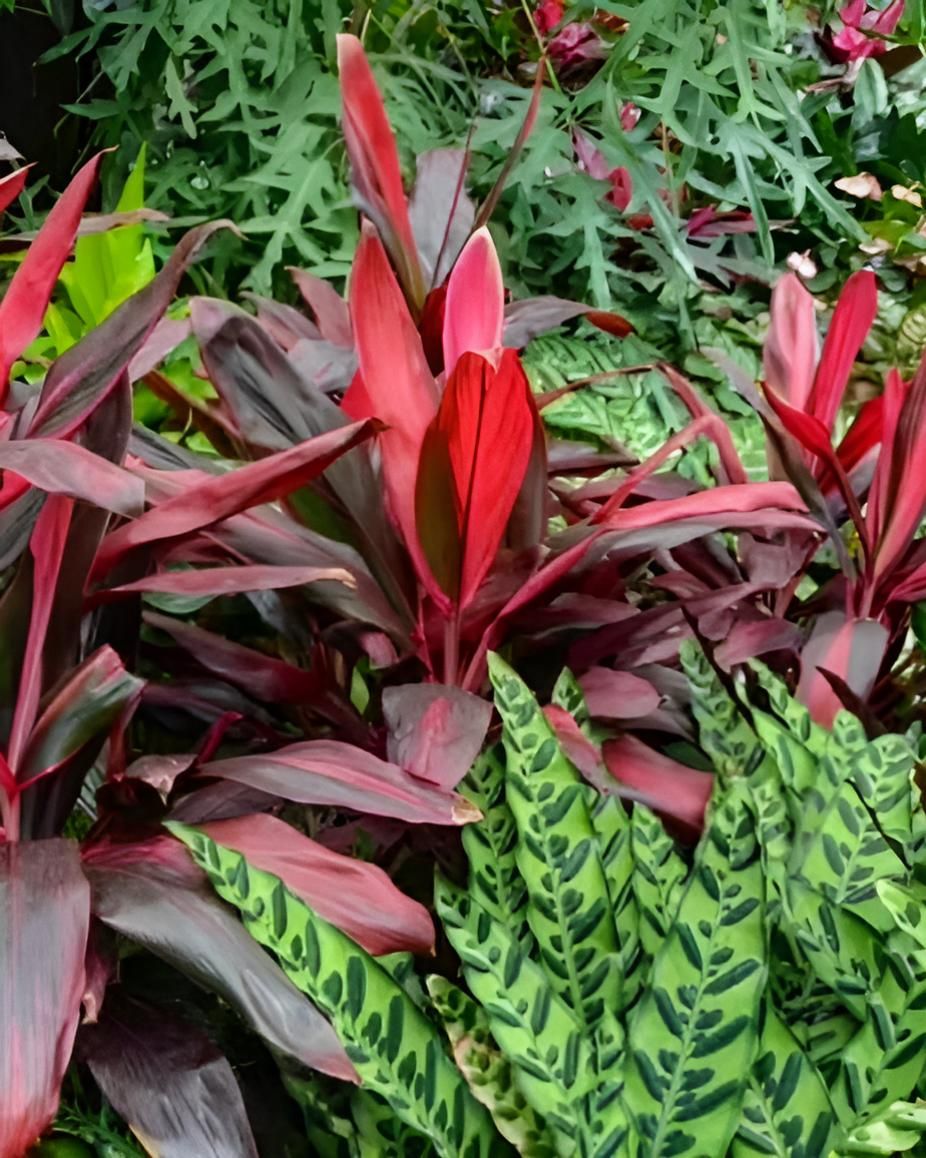 A Bunch of Plants With Red and Green Leaves — Black Rock Garden Centre In Byron Bay, NSW