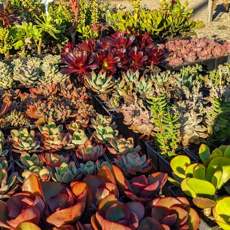 There Are Many Different Types of Succulents in This Garden — Black Rock Garden Centre In Ballina, NSW