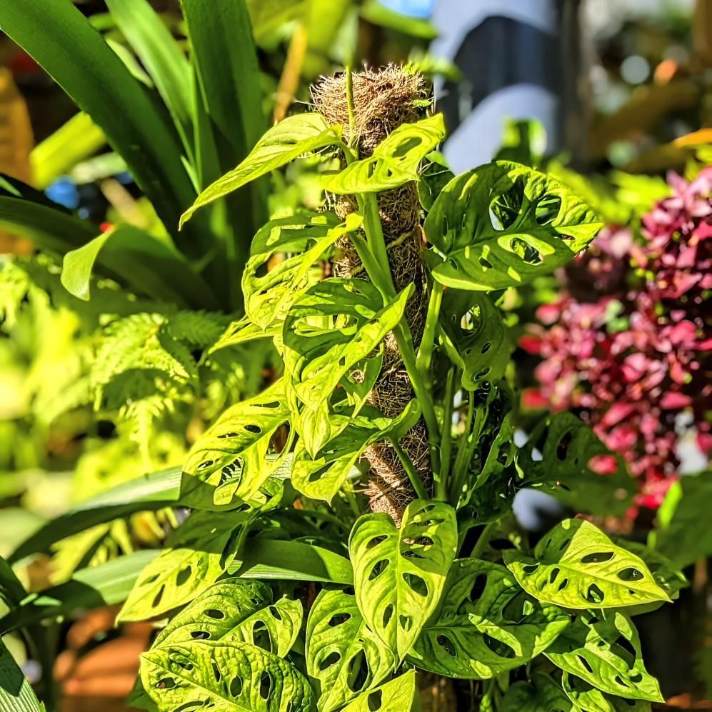 A Close Up of a Plant With Holes in It Growing on a Pole — Black Rock Garden Centre In Lennox Head, NSW