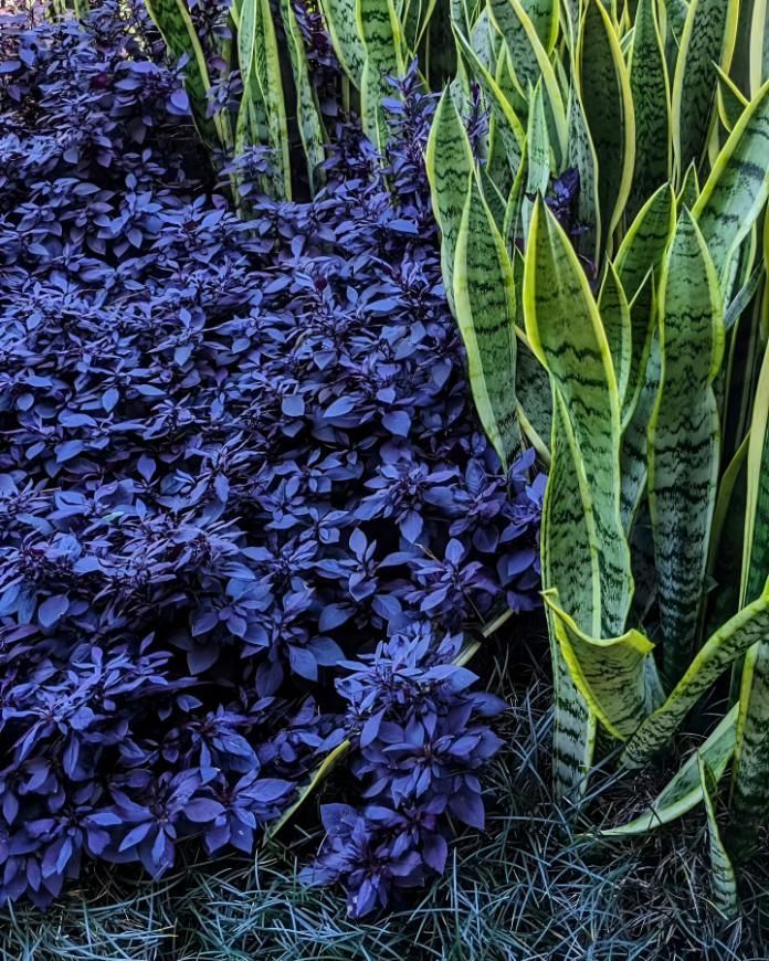 A Snake Plant is Surrounded by Purple Plants in a Garden — Black Rock Garden Centre In Byron Bay, NSW