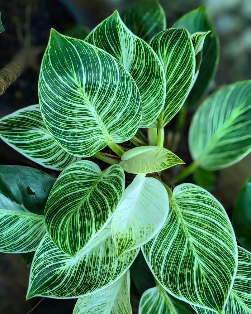 A Close Up of a Plant With Green and White Leaves — Black Rock Garden Centre In Lennox Head, NSW