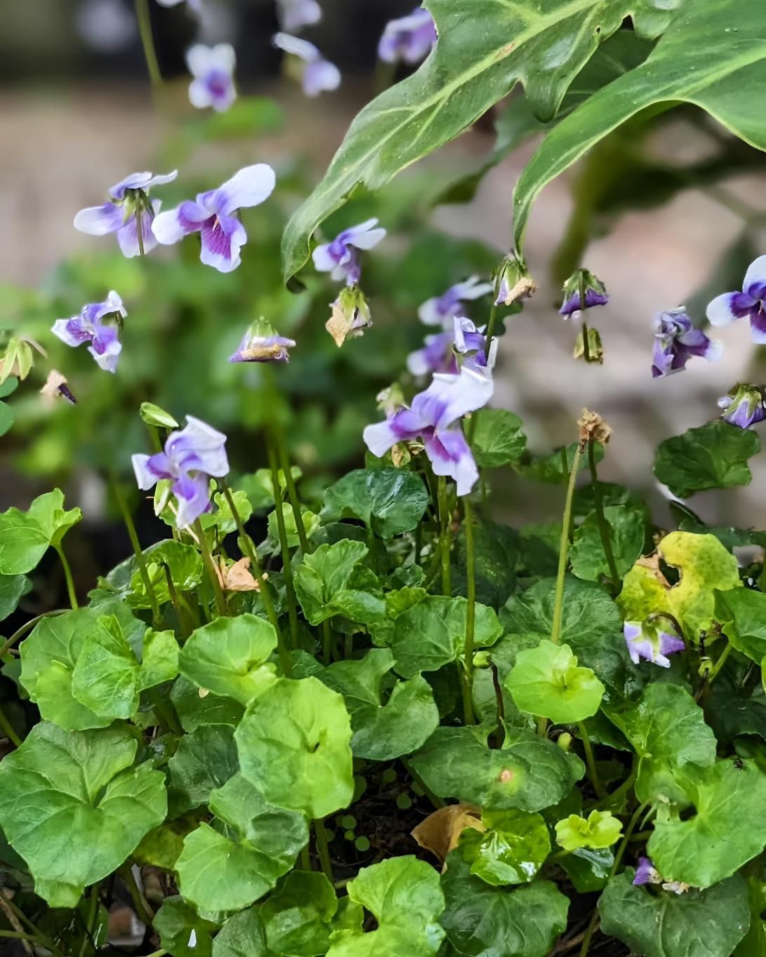 A Close Up of Purple and White Flowers Surrounded by Green Leaves — Black Rock Garden Centre In Tyagarah, NSW
