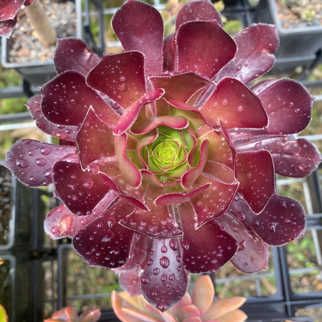 A Close Up of a Purple Flower With Water Drops on It — Black Rock Garden Centre In Tyagarah, NSW
