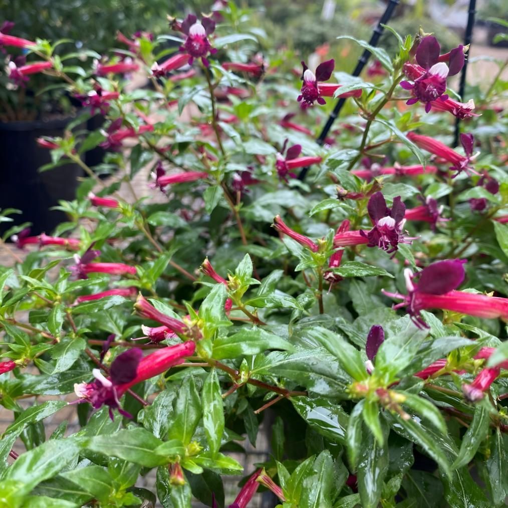 A Close Up of a Plant With Purple Flowers and Green Leaves — Black Rock Garden Centre In Tyagarah, NSW