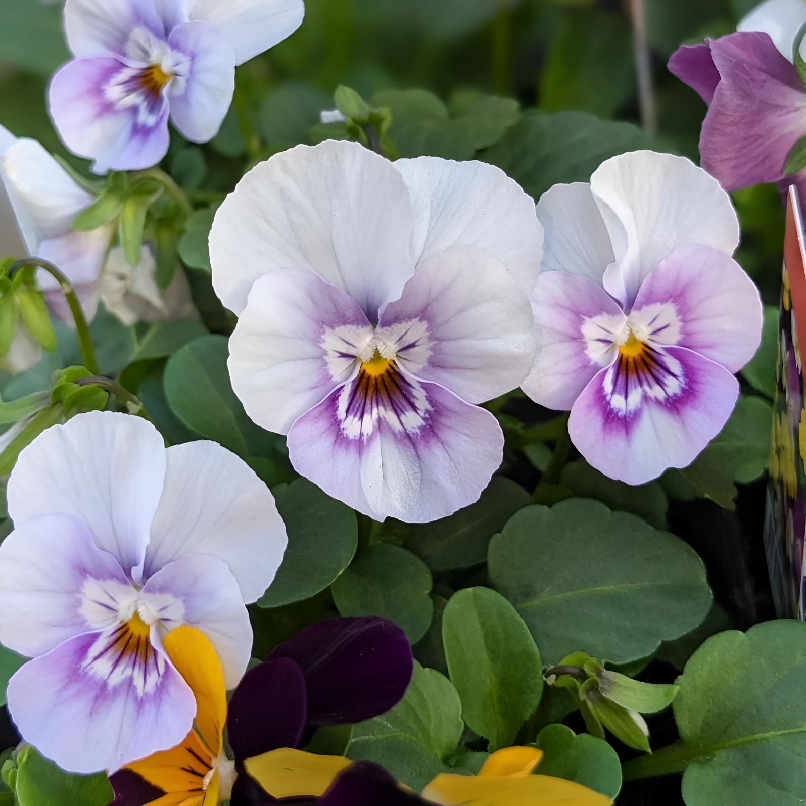 A Bunch of Purple and White Flowers With Yellow Centers — Black Rock Garden Centre In Lennox Head, NSW