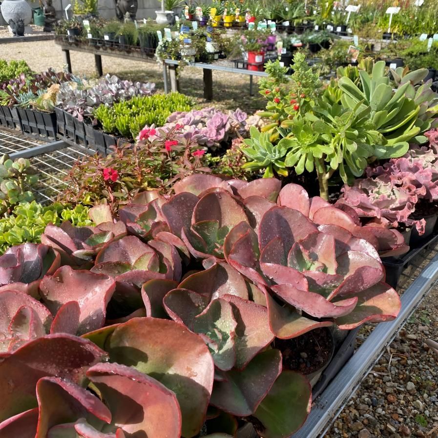 A Bunch of Plants Are Sitting on a Table in a Garden — Black Rock Garden Centre In Kingscliff, NSW