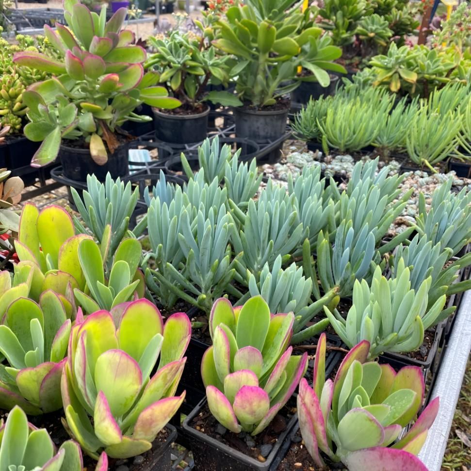 A Bunch of Potted Plants Are Sitting on Top of Each Other in a Garden — Black Rock Garden Centre In Kingscliff, NSW