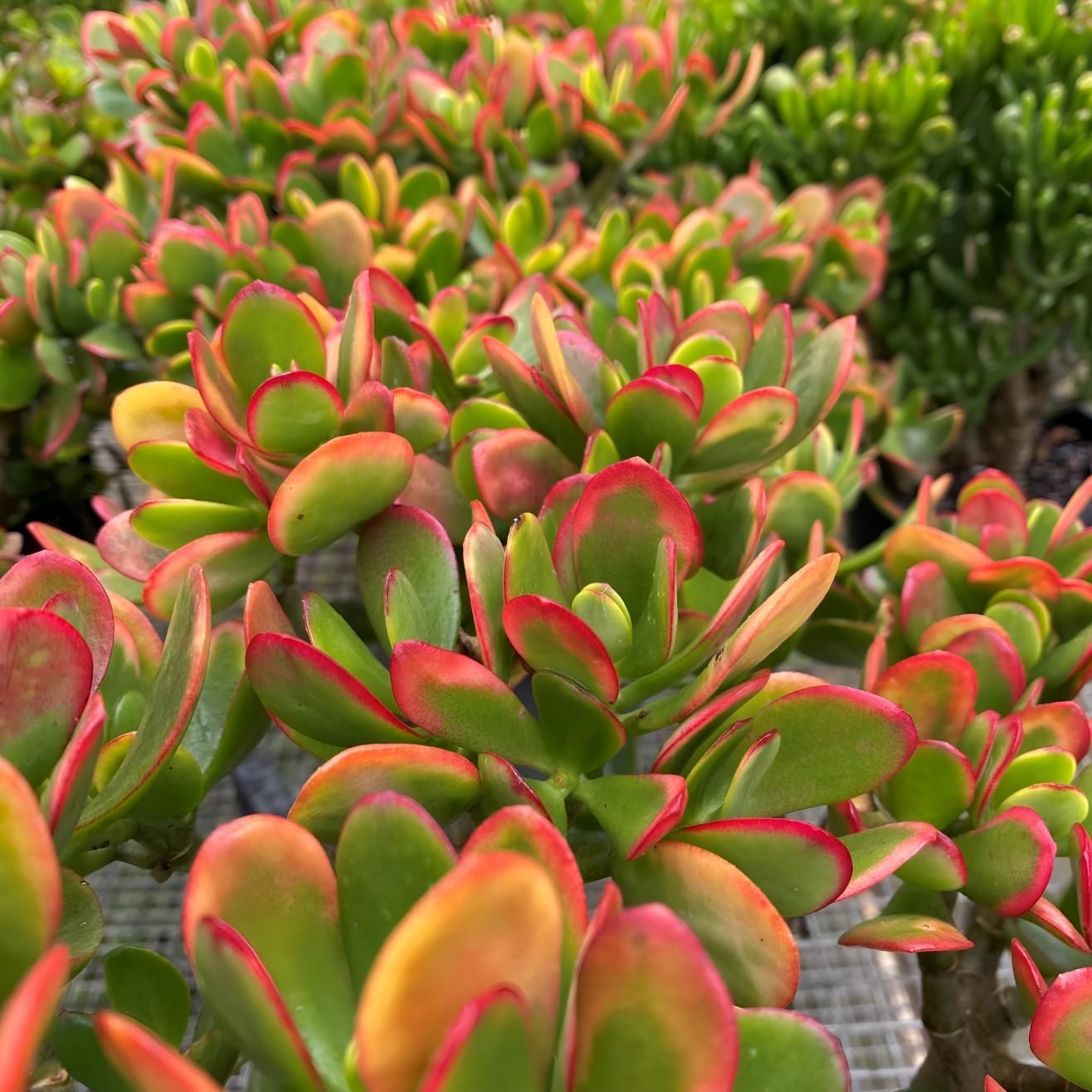 A Bunch of Plants With Green and Red Leaves — Black Rock Garden Centre In Byron Bay, NSW