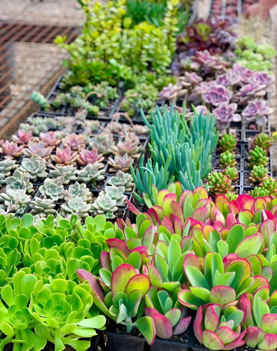 There Are Many Different Types of Succulents in This Garden — Black Rock Garden Centre In Tyagarah, NSW