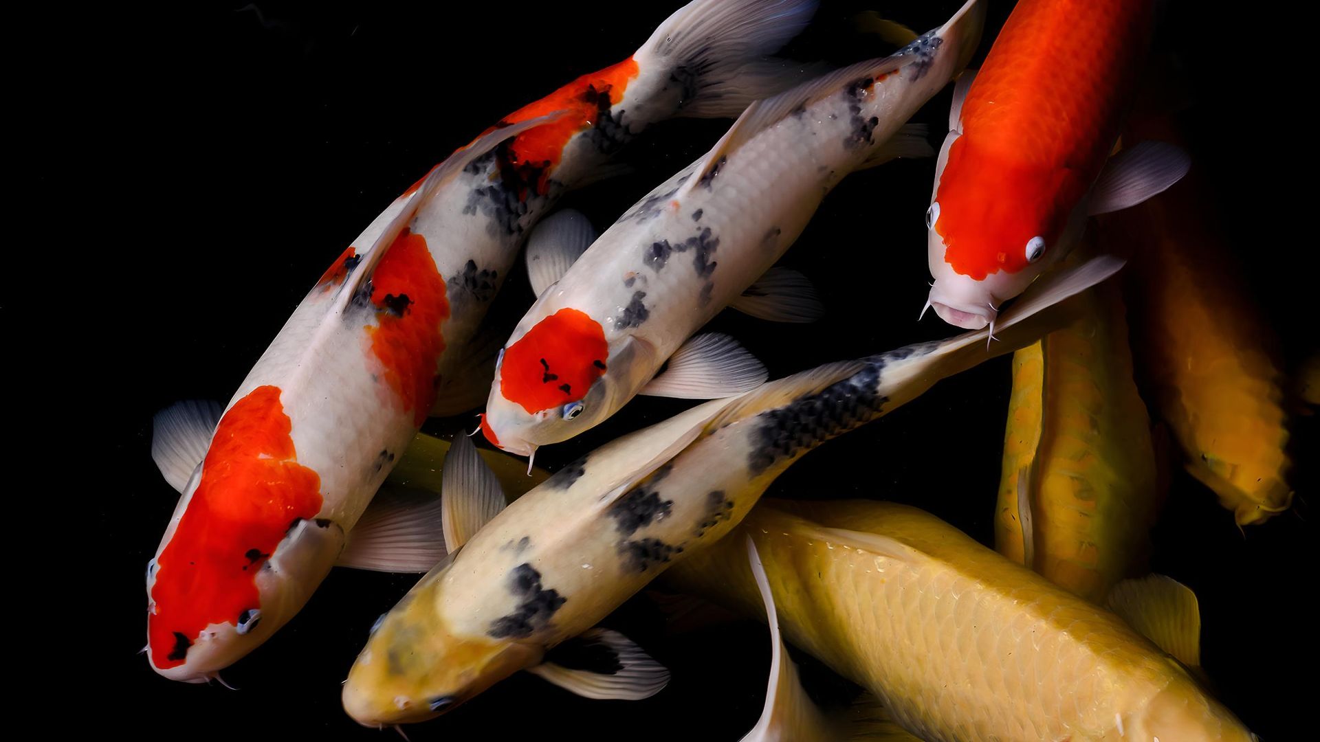 A Group of Colourful Fish Are Swimming in a Pond — Black Rock Garden Centre In Tyagarah, NSW
