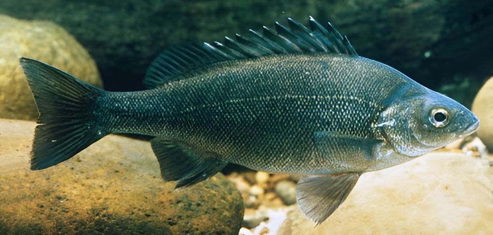 A Fish is Swimming in the Water Near Some Rocks — Black Rock Garden Centre In Tyagarah, NSW