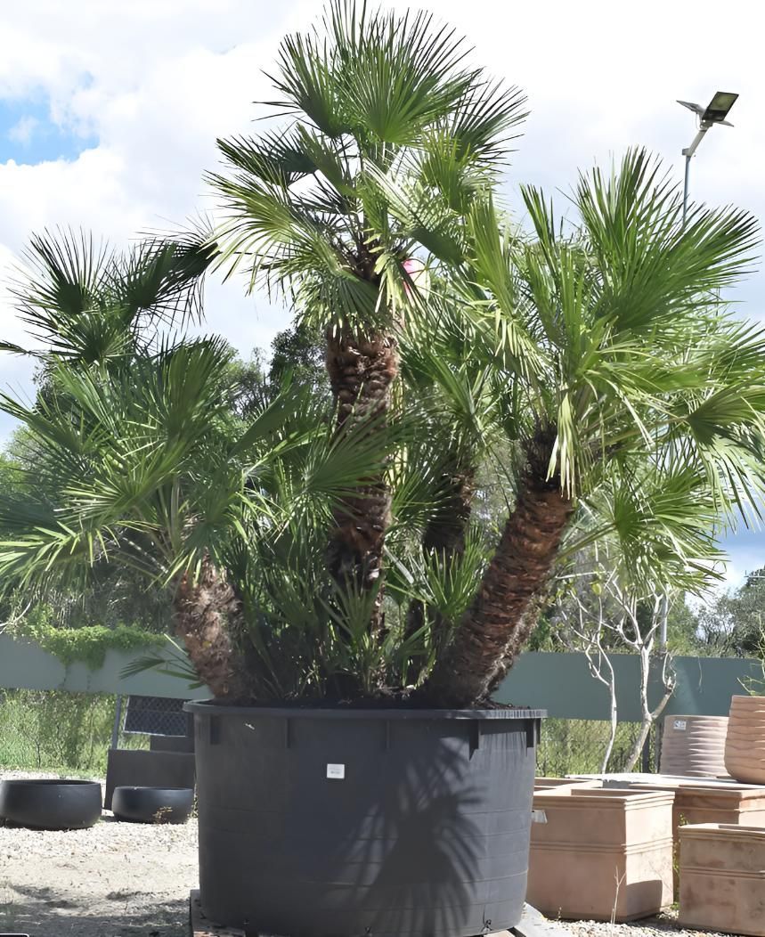 A Large Palm Tree in a Black Pot — Black Rock Garden Centre In Tyagarah, NSW