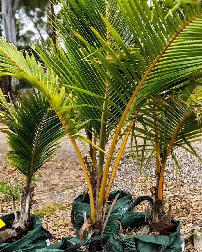 A Group of Palm Trees Growing in Green Bags in a Garden — Black Rock Garden Centre In Tyagarah, NSW