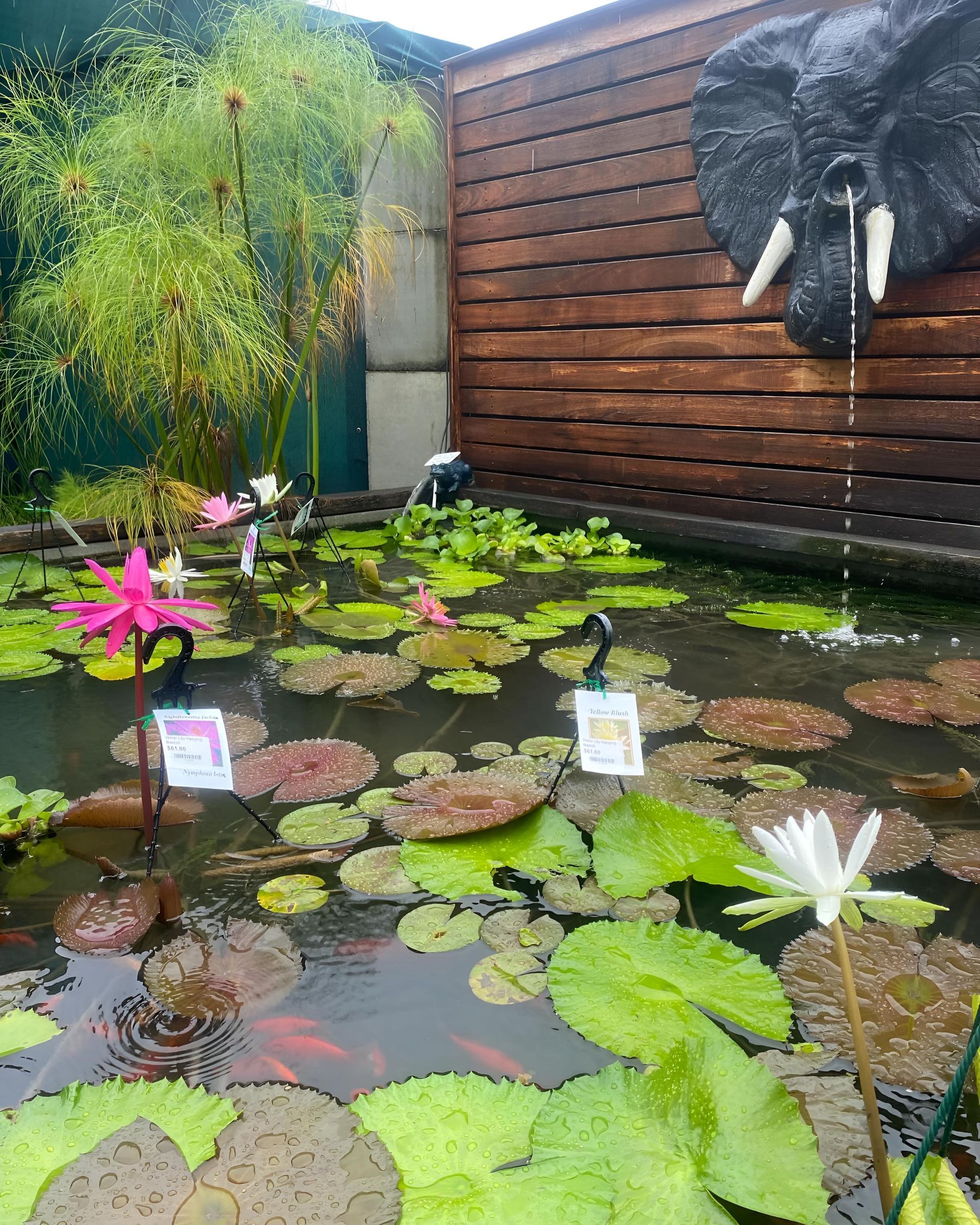 A Pond With a Statue of an Elephant on the Wall — Black Rock Garden Centre In Tyagarah, NSW