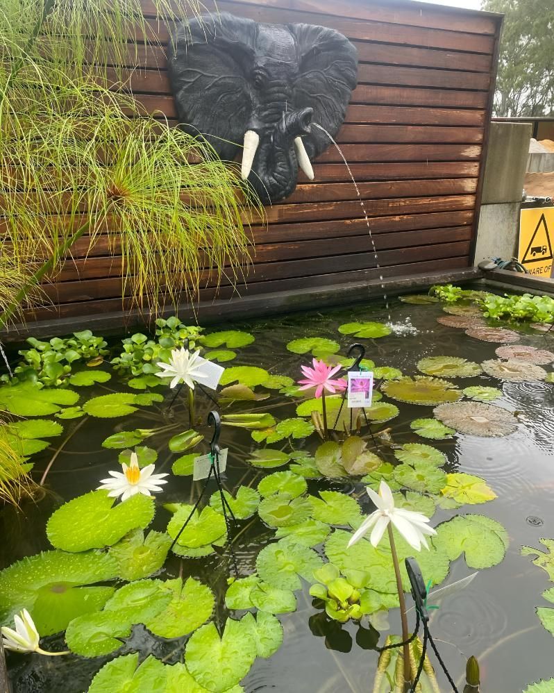 A Pond With Water Lilies and an Elephant Statue on the Wall — Black Rock Garden Centre In Tyagarah, NSW