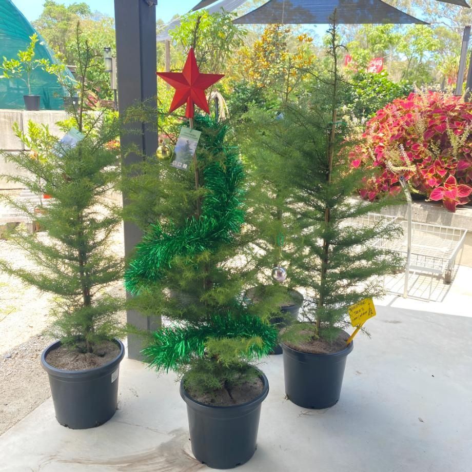 Three Potted Christmas Trees With a Red Star on Top — Black Rock Garden Centre In Tyagarah, NSW