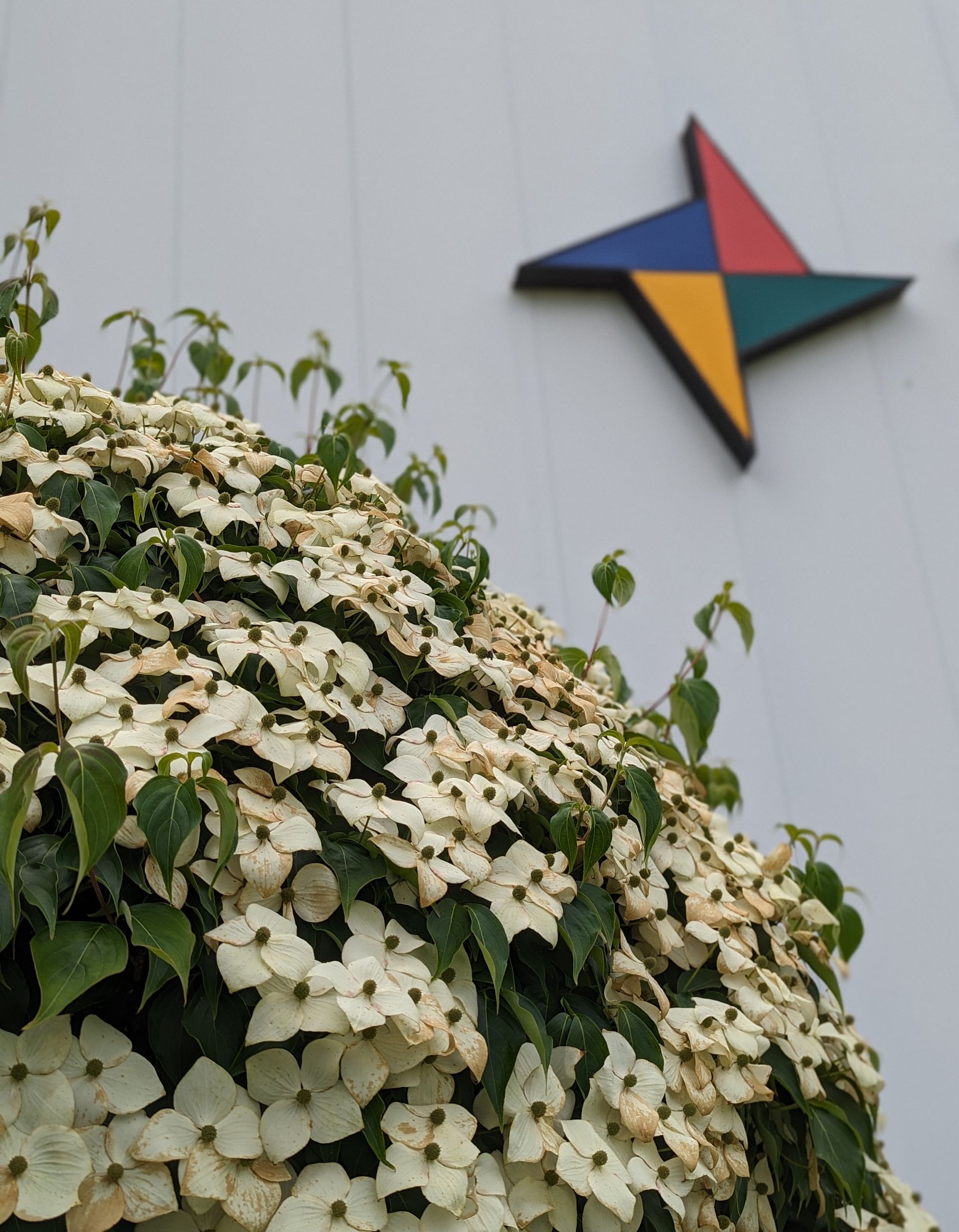 A bunch of white flowers with a colorful star in the background