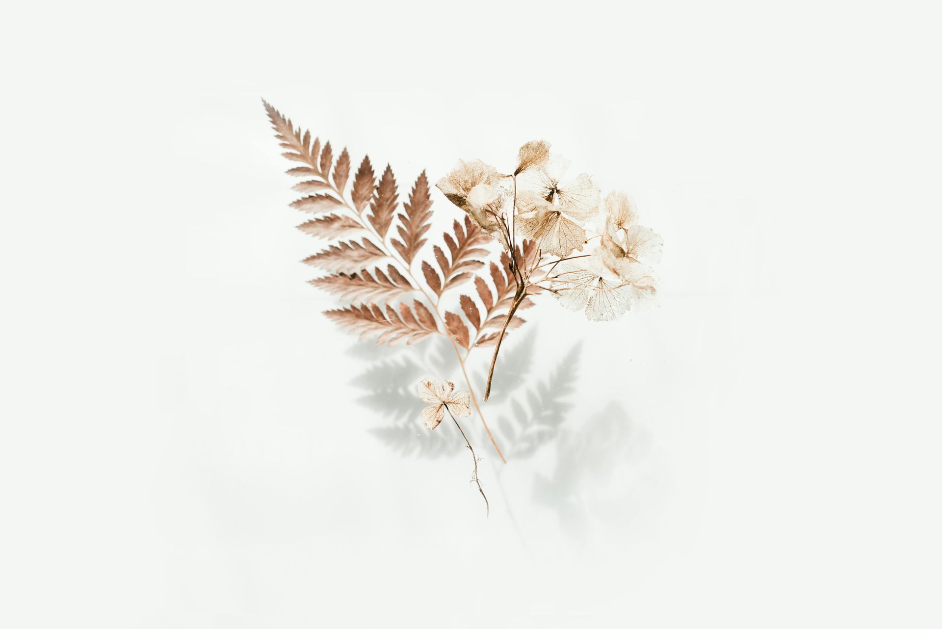A fern leaf with white flowers on a white background.