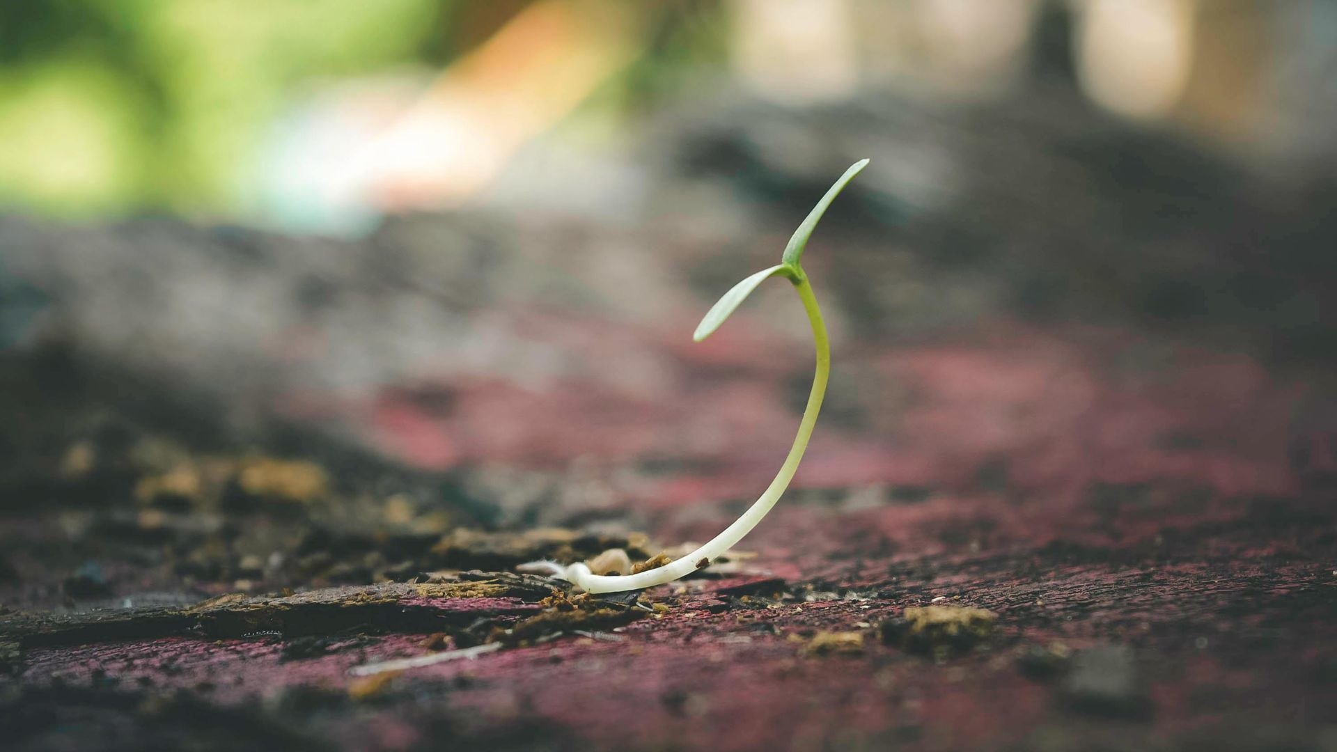 A tiny seedling with two small leaves sprouts from cracked, red-brown ground, reaching upwards.