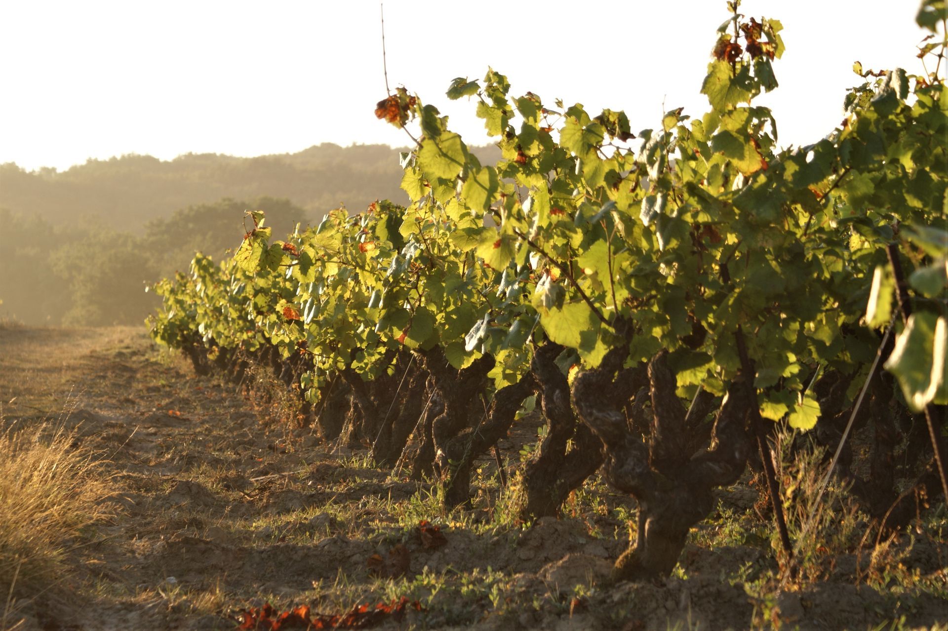 Une rangée de vignes poussant dans un champ