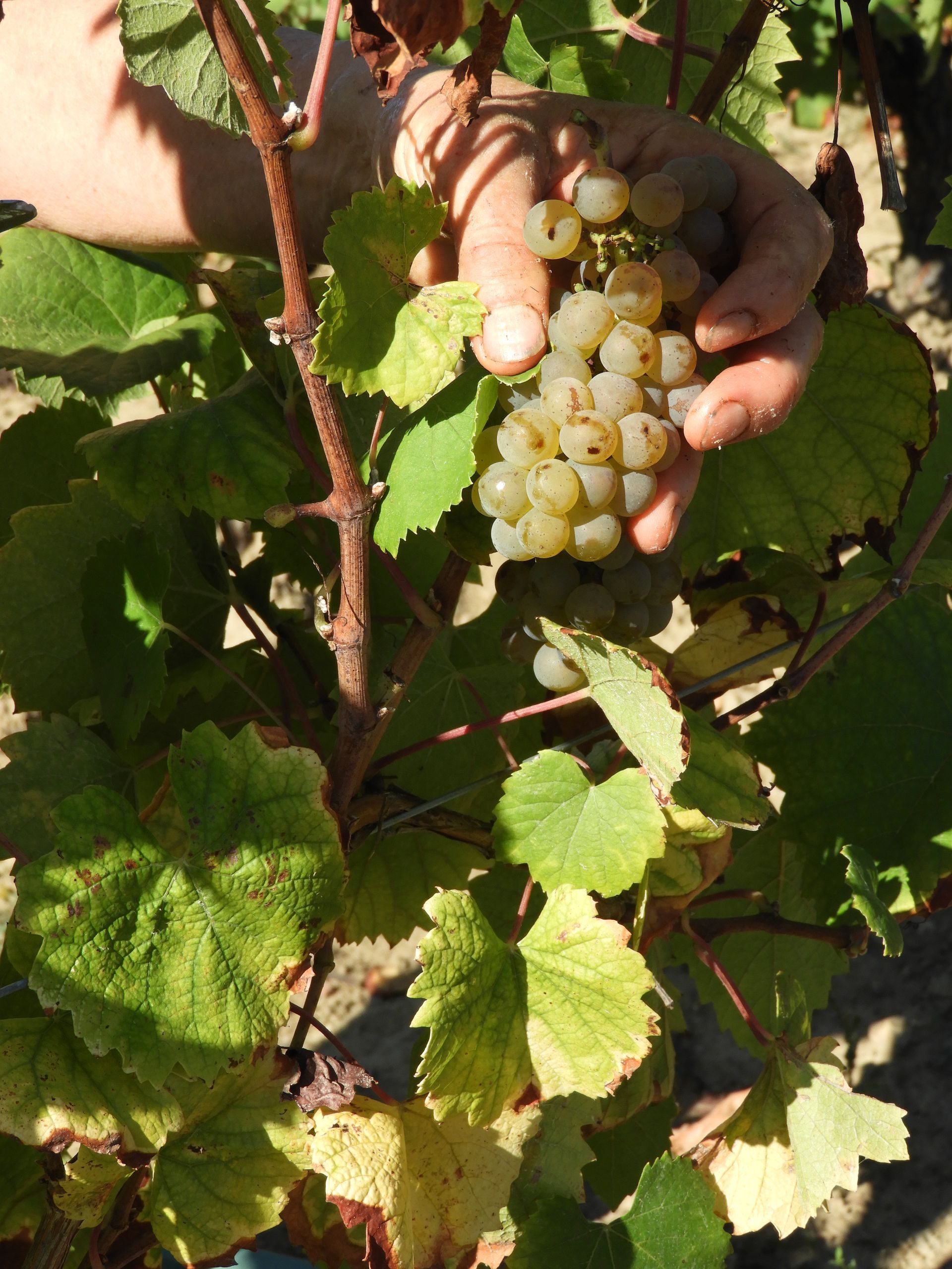 Une personne tient une grappe de raisin dans sa main