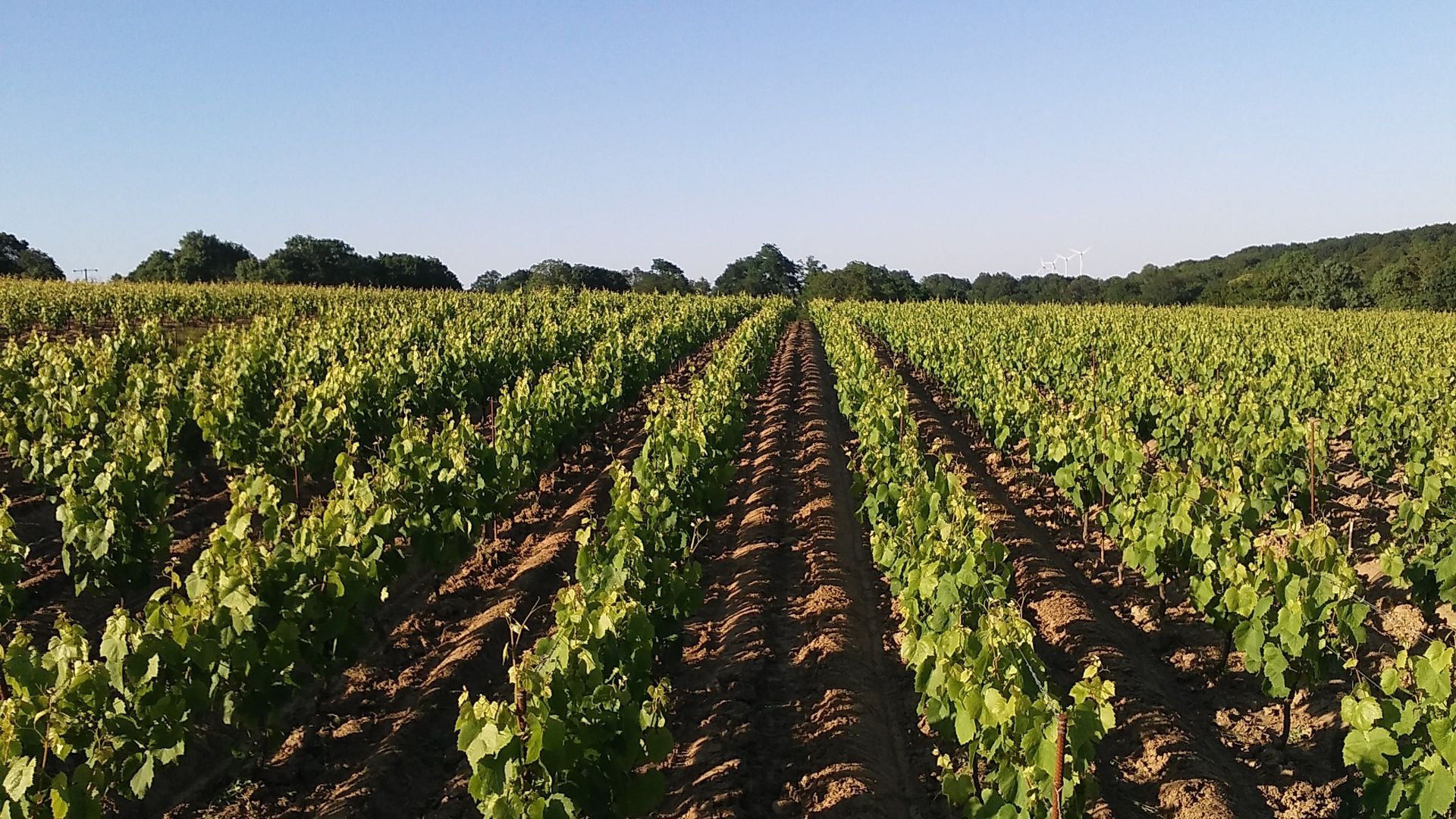Nouvelle cuvée Prestige - Florian Bonneau vigneron Le Landreau