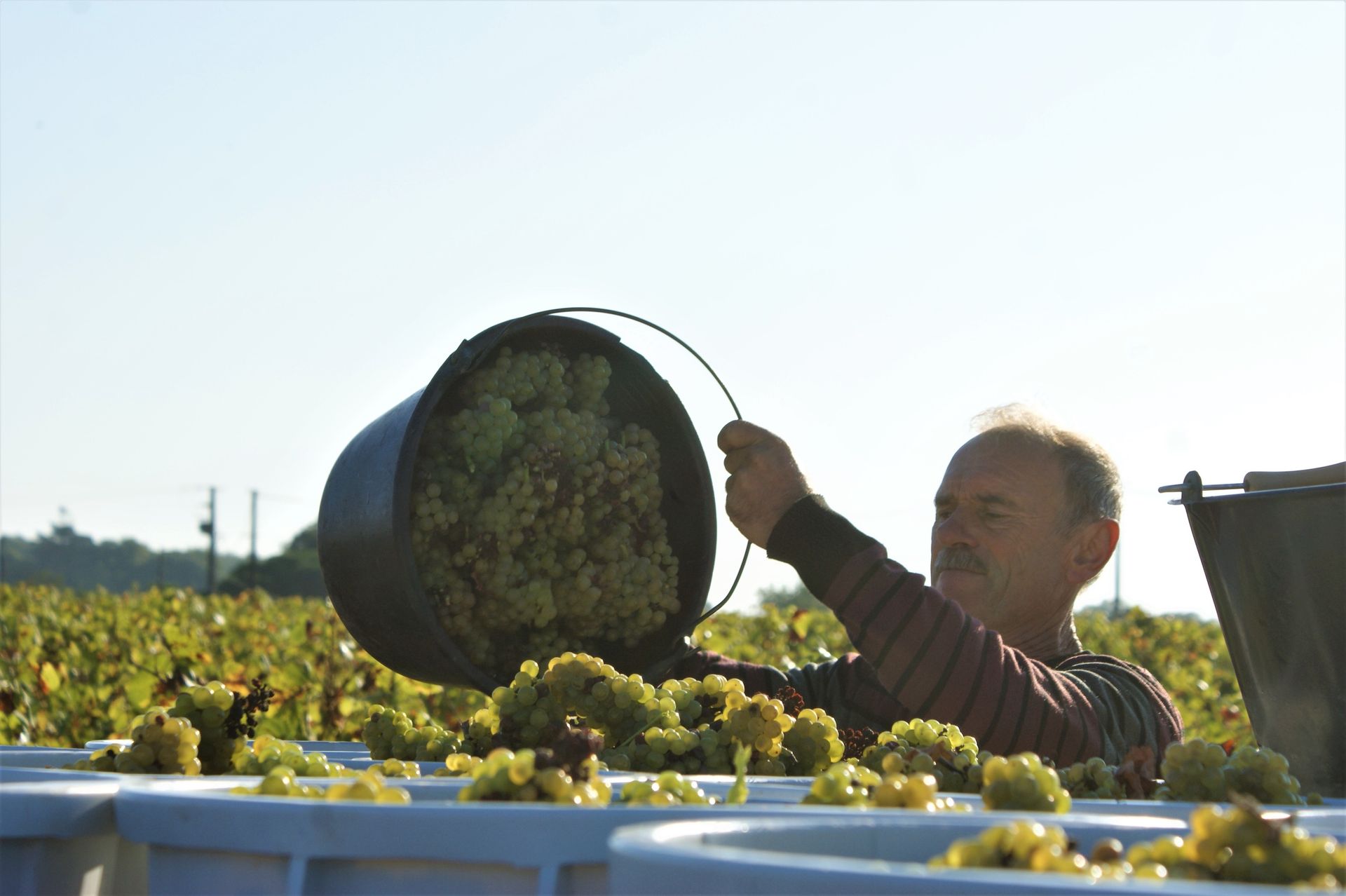 Un homme tient un seau rempli de raisins dans un champ