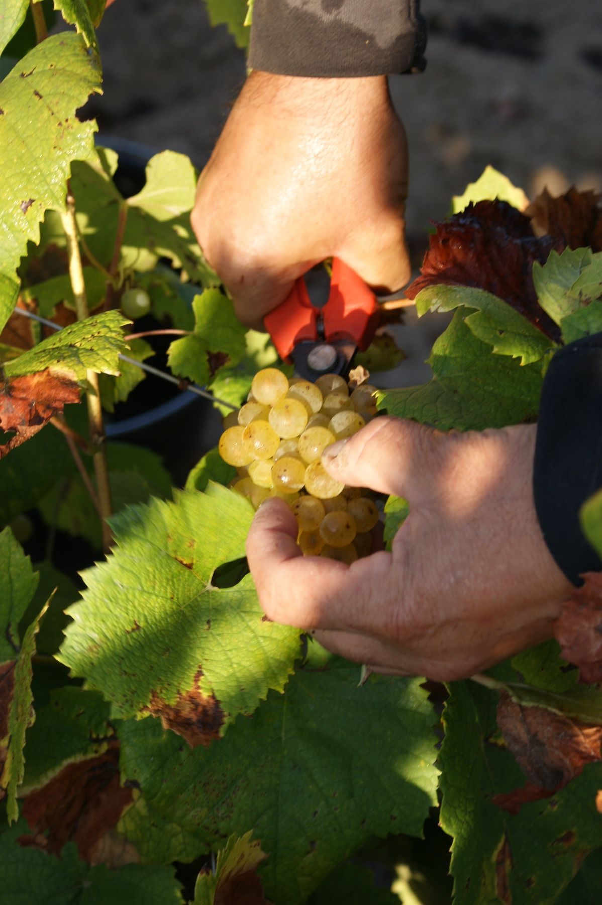 Une personne cueille des raisins sur une vigne avec des ciseaux