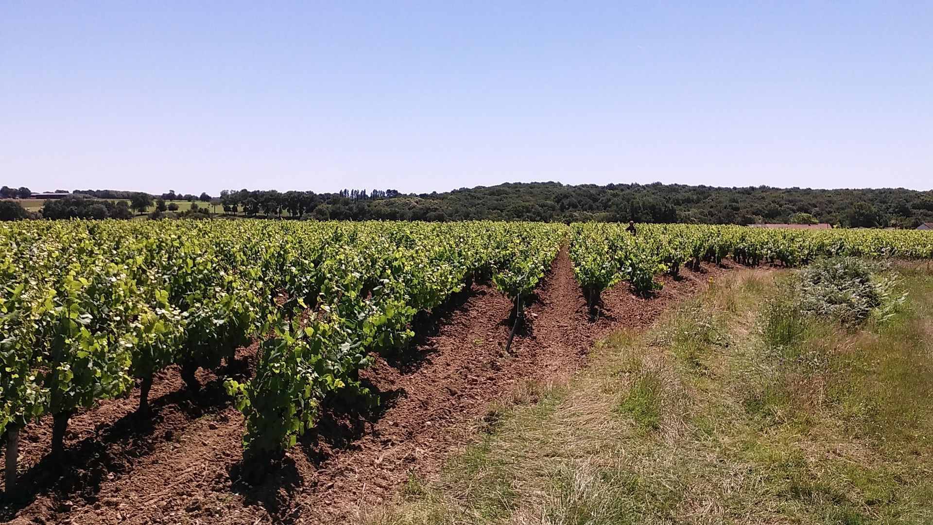 Réemploi des bouteilles à partir du millésime 2025- Florian Bonneau vigneron Le Landreau