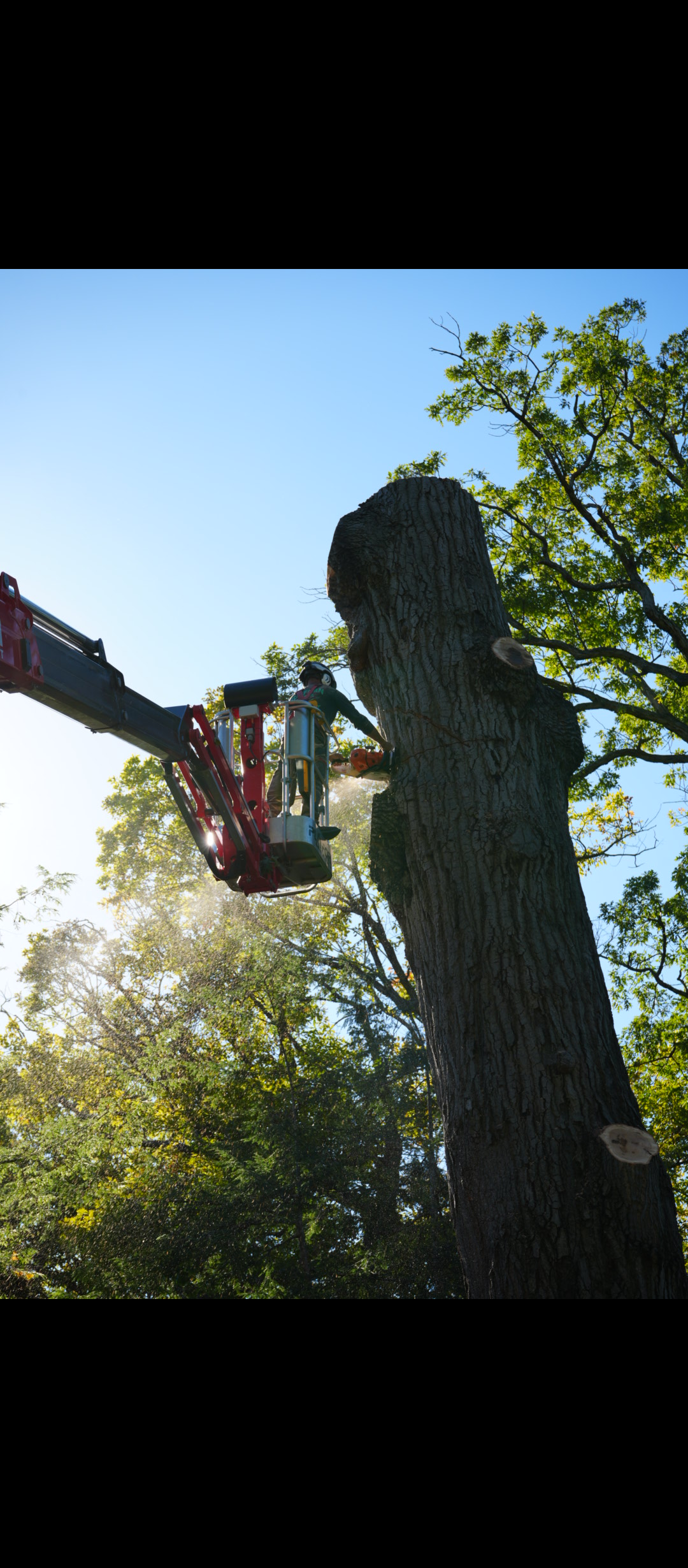 Using a Chainsaw to Trim a Tall Tree — Springfield, Oh — Huffman Tree Service Using a Chainsaw to Trim a Tall Tree — Springfield, Oh — Huffman Tree Service