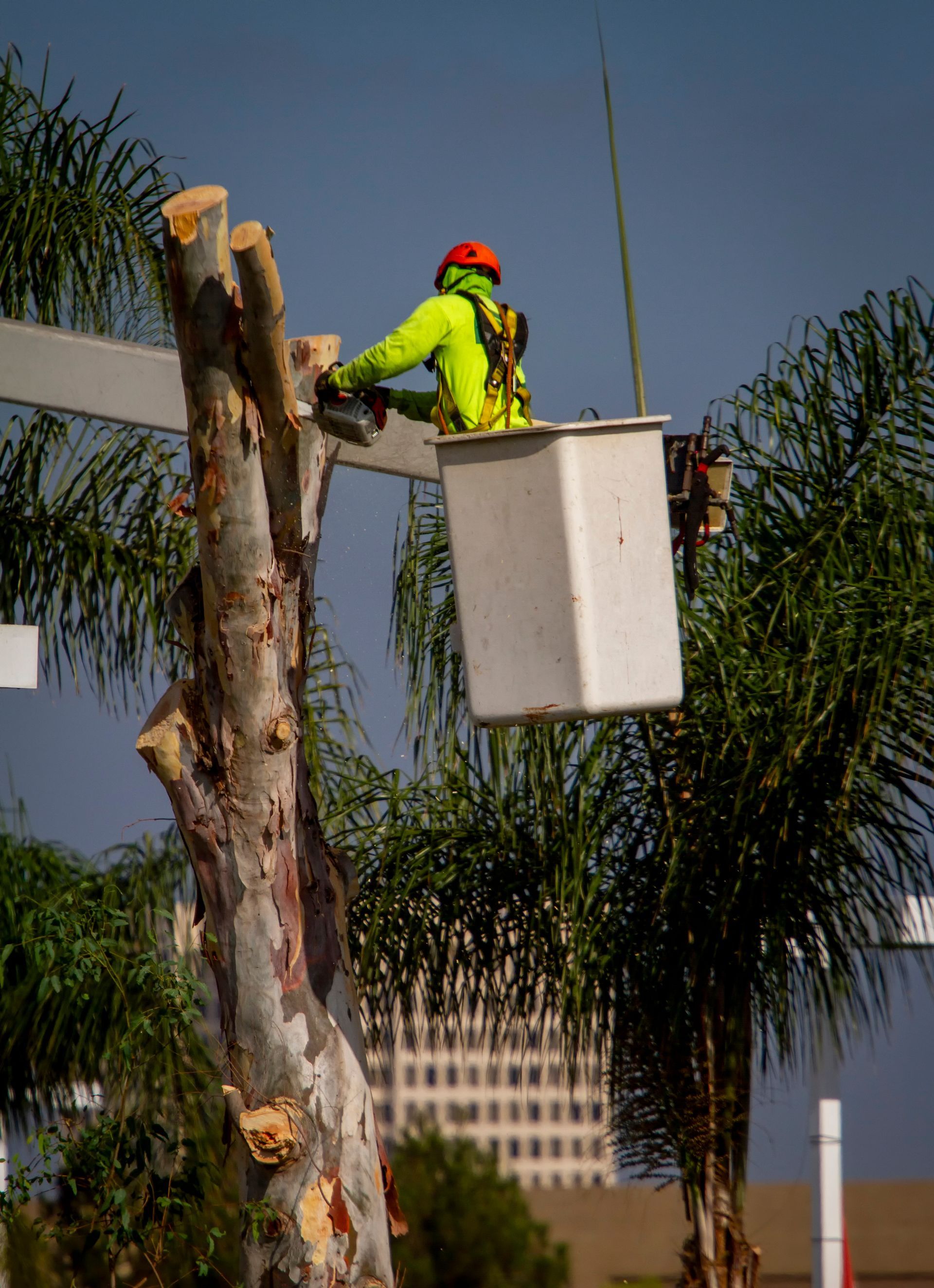 A worker in a lift bucket cuts a tree with a chainsaw. The worker wears a neon green safety vest and a hard hat.