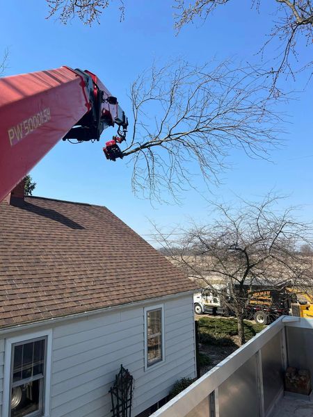 Lumberjack Wearing Safety Gear Uses a Chainsaw to Cut Down a Tree in A Forest — Springfield, Oh — Huffman Tree Service Lumberjack Wearing Safety Gear Uses a Chainsaw to Cut Down a Tree in A Forest — Springfield, Oh — Huffman Tree Service