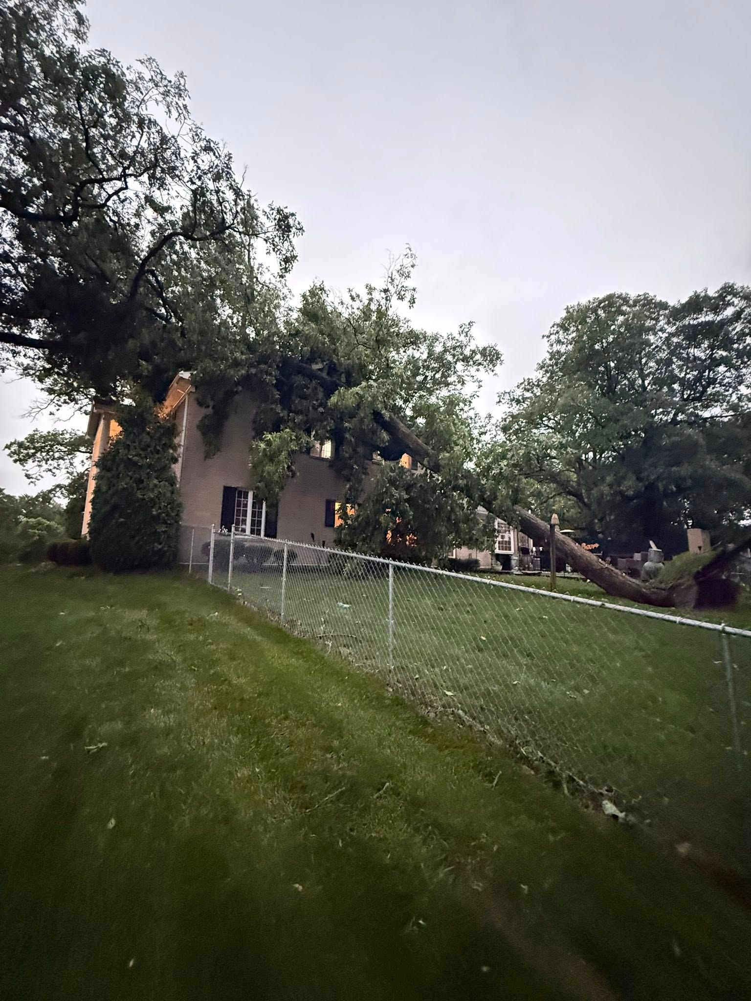 Tree Care Springfield OH