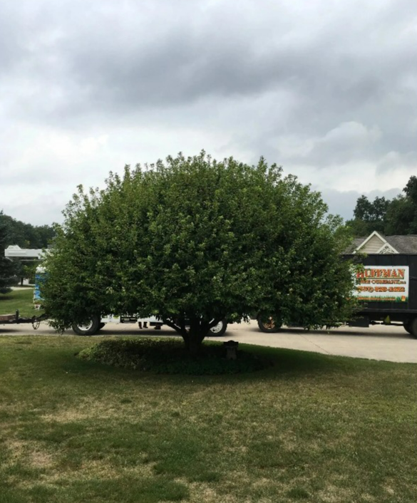 Chopped Wood Logs with Visible Growth Rings, Lying on Wood Shavings — Springfield, Oh — Huffman Tree Service Chopped Wood Logs with Visible Growth Rings, Lying on Wood Shavings — Springfield, Oh — Huffman Tree Service