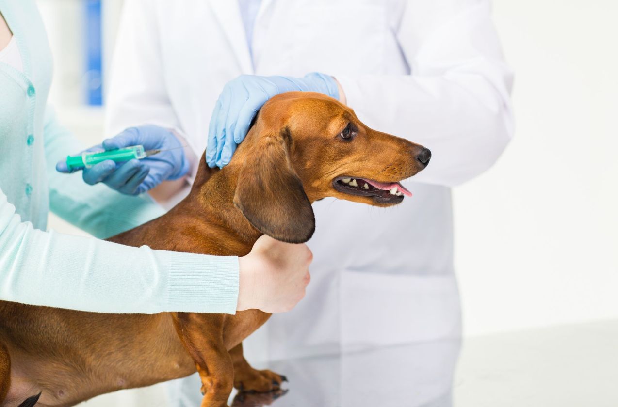 Veterinario visita un cane bassotto