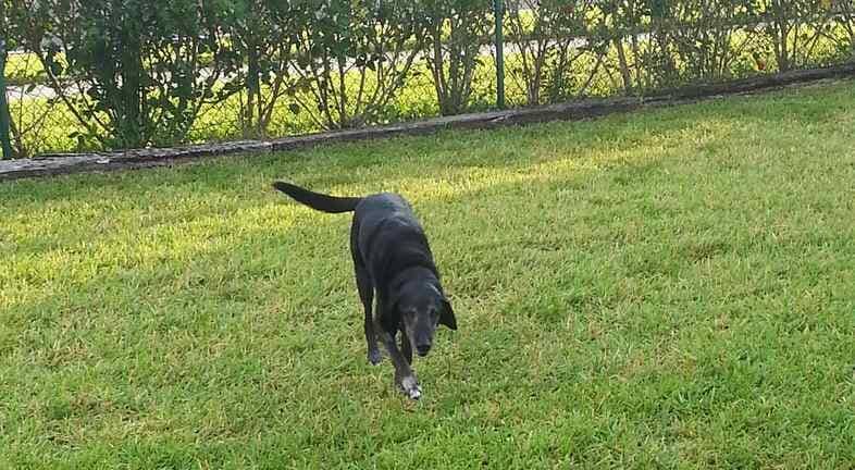 Black Dog — St. Petersburg, FL — Pasadena Veterinary Hospital & Laser Center