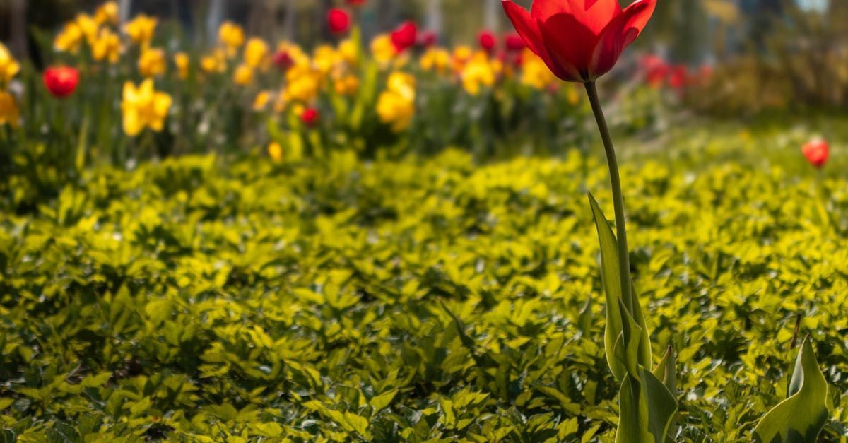 A red tulip is growing in a field of yellow flowers.