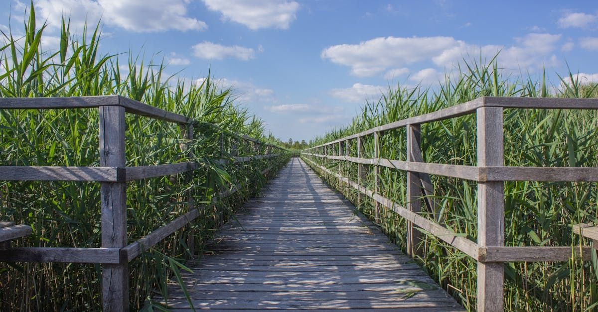 A wooden walkway going through a field of tall grass.