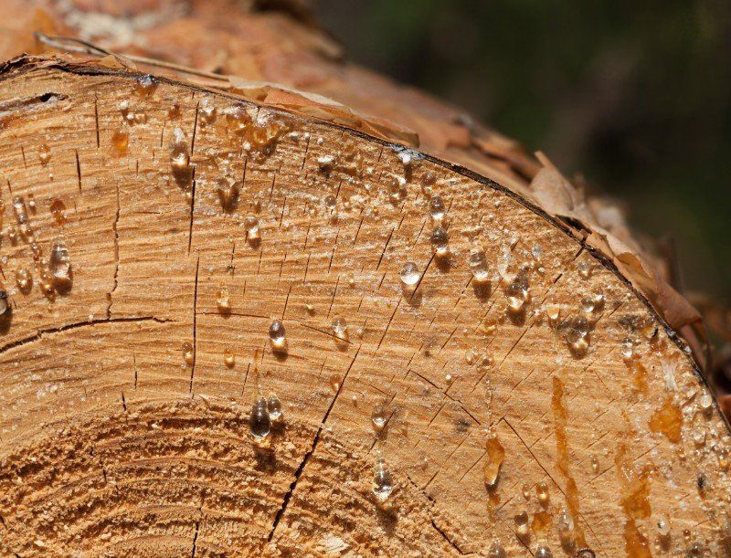 tronco di legno resinoso