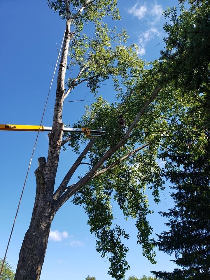 A tree being cut down by a crane with a blue sky in the background