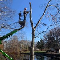 A man is standing on top of a green crane cutting a tree.