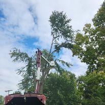 A person is cutting a tree with a crane.