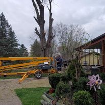 A man is cutting a tree with a crane in a yard.