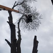 A man is cutting a tree with a crane.