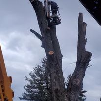 A man is cutting a tree with a chainsaw.