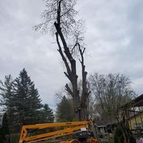 A large tree is being cut down by a crane.